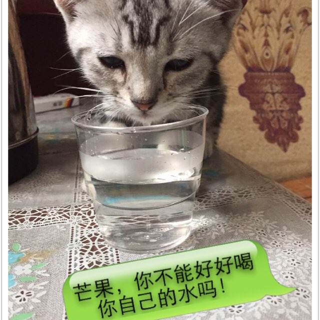 怎么做假古巴驾驶证